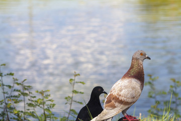 Dove island on a rock
