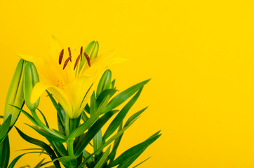 Fototapeta na wymiar Orange flower daylily on bright background