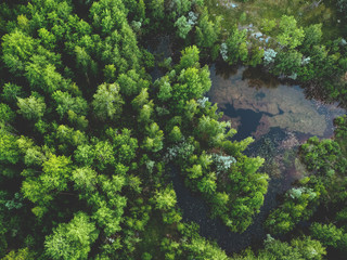Aerial view of green spring forest with trees and swamp in wetland, spring nature landscape...