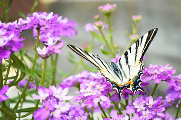 Swallowtail butterfly and flowers