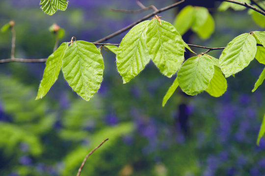 Detail of beech tree new leaves in spring