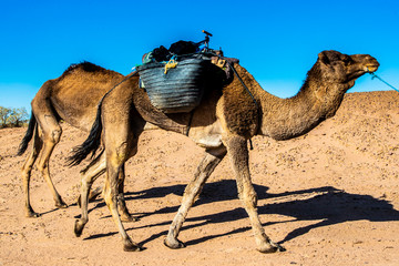Colori e luoghi del Marocco e del suo deserto
