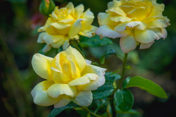 Obraz na płótnie Canvas This beautiful blooming yellow rose in the garden, close-up. Gardening, landscape design: yellow roses. Copy space. Suitable for the catalog, for the site. Place for text. Selective focus.