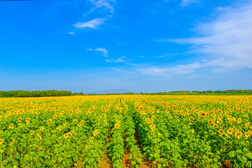Saraburi sunflower farm