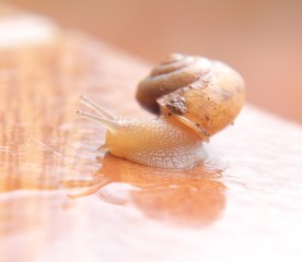 Caracol