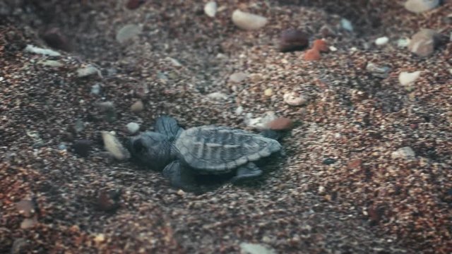 Small turtle running quickly along ocean shore following animal instincts