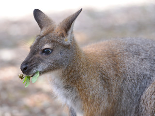 Closeup wallaby of Bennet, or Red-necked wallabies (Macropus rufogriseus) eating leaves