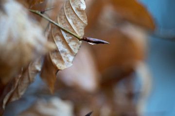 dry winter leaves in rain 
