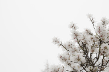Flor de cerezos blancas en su árbol