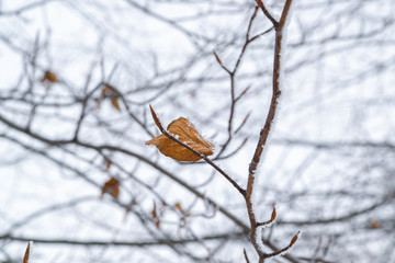 Leaf on frozen tree