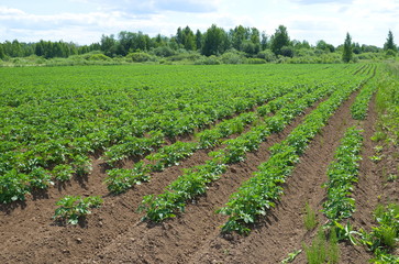 Fototapeta na wymiar Rural landscape with a potato field