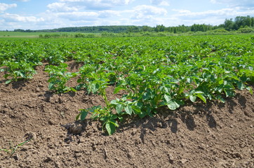 Fototapeta na wymiar Growing potatoes in a rural field