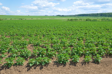 Fototapeta na wymiar Potato field on a Sunny summer day