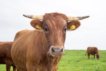 jersey cattle against sky