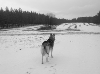 Siberian husky wolf color in the winter forest / Wolf in the wild (Back view). Winter landscape. Black and white photography