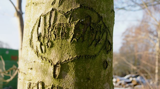 Herz in den Baum geritzt