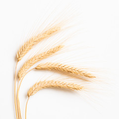 Ripe wheat on white background close-up