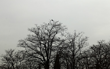 Winter trees and sky with clouds