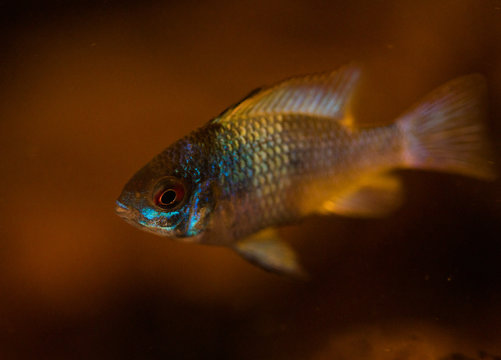 Close up image of an Electric Blue Ram in a blackwater aquarium