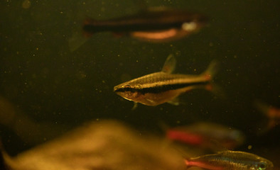 Obraz na płótnie Canvas Close up image of a pencil fish in a black water aquarium