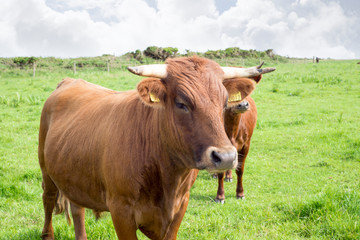 Naklejka na ściany i meble jersey cattle on green pasture
