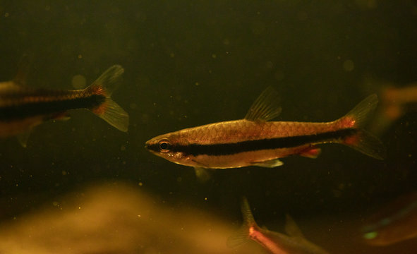 Close up image of a pencil fish in a black water aquarium