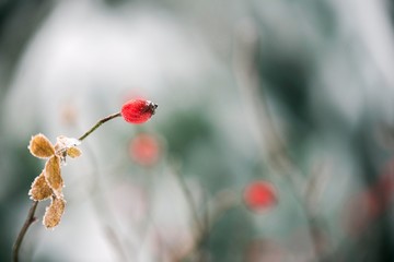 rose hip isolated