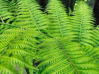Full Frame Background of Fresh Green Fern Leaves