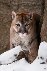 The cougar  is approaching, it goes full face, a powerful animal goes forward, against the background of rocks and snow.