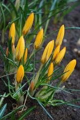 Spring beauty and tenderness. The first yellow crocus flowers bloom in a flower bed in the spring garden. Gift card with floral background.