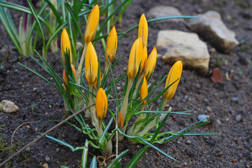 Spring beauty and tenderness. The first yellow crocus flowers bloom in a flower bed in the spring garden. Gift card with floral background.