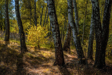 Nature of the Moscow region