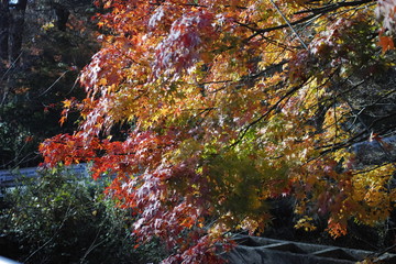 紅葉