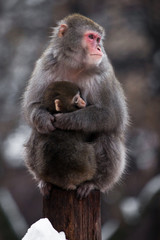 Naklejka na ściany i meble An unhappy , preoccupied mother of a Japanese macaque with a baby in winter, fluffy fur, red face.