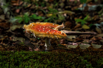 Inedible Mushroom in Moscow region