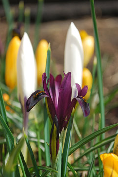 Spring beauty and tenderness. The first purple flowers of iris bloom in a flower bed in the spring garden. Gift card with floral background.
