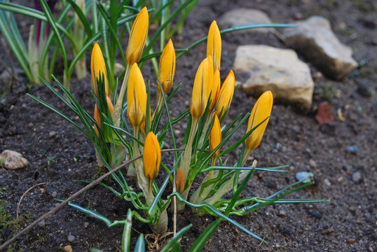 Spring beauty and tenderness. The first yellow crocus flowers bloom in a flower bed in the spring garden. Gift card with floral background.