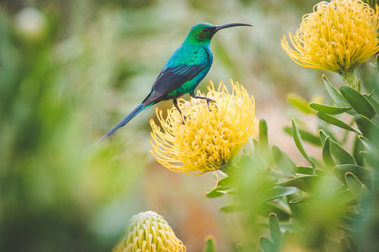 Close up image of a brightly coloured male Malachite Sunbird sitting on a bright yellow pincushion protea in the western cape of south africa