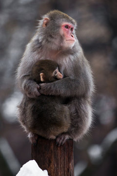 An unhappy , preoccupied mother of a Japanese macaque with a baby in winter, fluffy fur, red face.