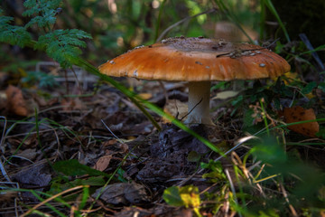 boletus  in the Moscow region