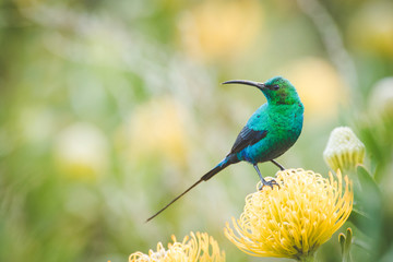 Close up image of a brightly coloured male Malachite Sunbird sitting on a bright yellow pincushion protea in the western cape of south africa © Dewald