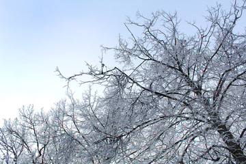 Snow-covered tree branches against the blue sky, winter landscape