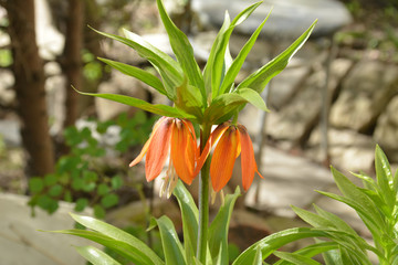 Orange flower in the garden