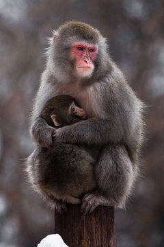 An unhappy , preoccupied mother of a Japanese macaque with a baby in winter, fluffy fur, red face.
