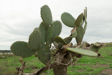 Green Prickly Pear Cactus outside on a cloudy day, Israel - Opuntia ficus-indica