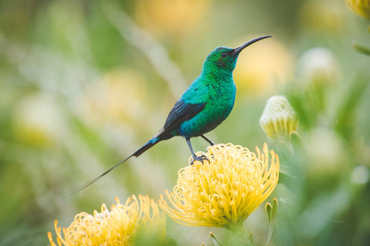 Close up image of a brightly coloured male Malachite Sunbird sitting on a bright yellow pincushion protea in the western cape of south africa