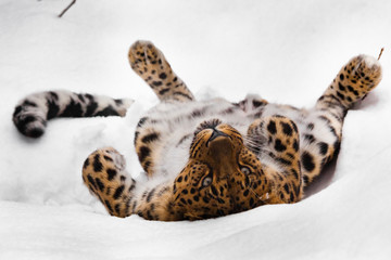 Amur leopard  plays in the snow. big wild cat playing.