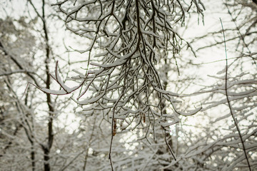 Fototapeta na wymiar A branch of a tree covered in snow.