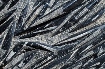 Amazing composition of prehistoric sea life fossil. Orthoceras Archiectural slab