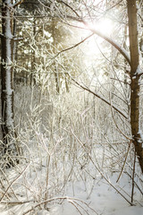 Fototapeta premium A branch of a tree covered in snow.